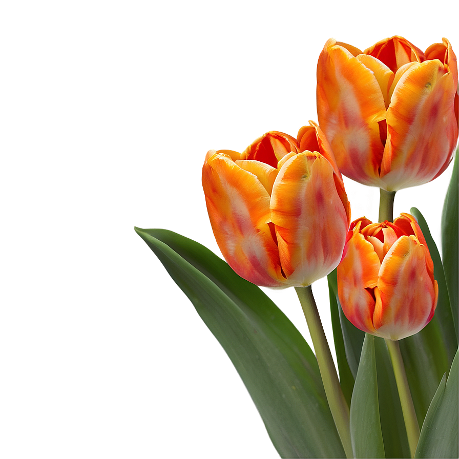 Orange Tulips Glow Png Yuv