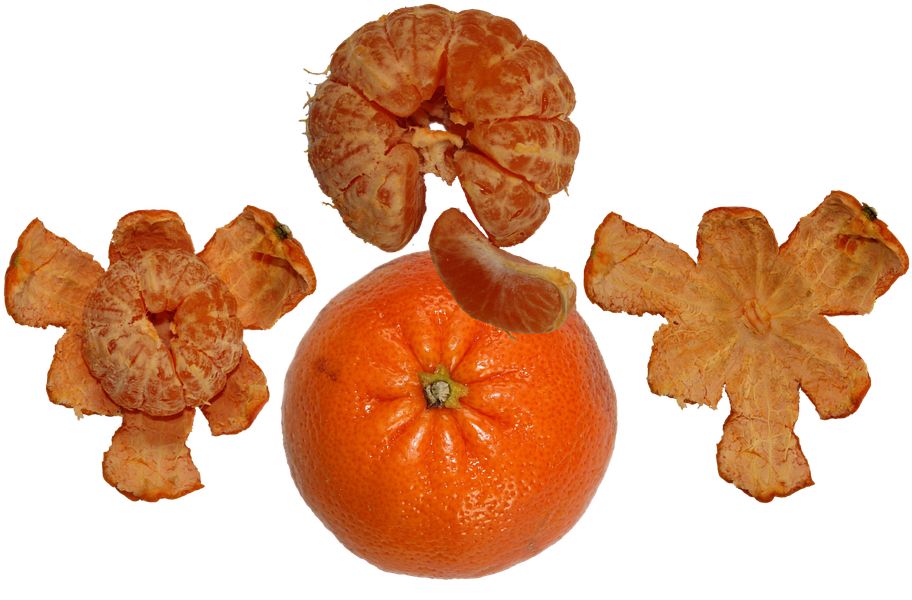 Orangeand Peeled Segments