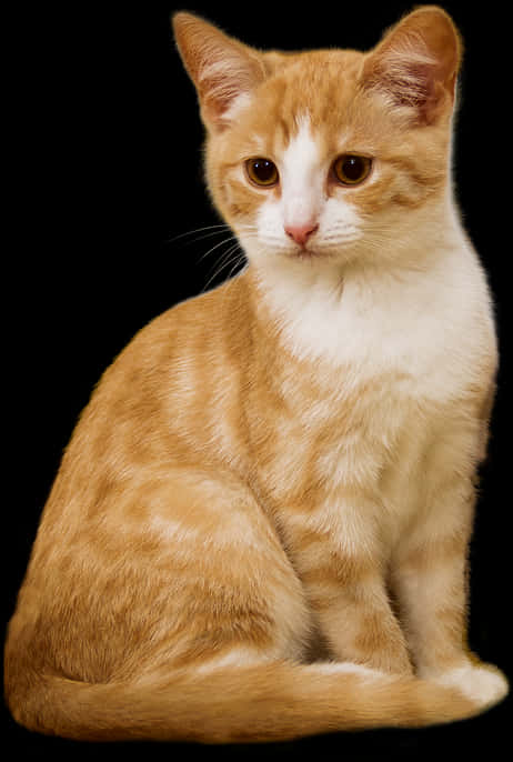 Orangeand White Kitten Portrait