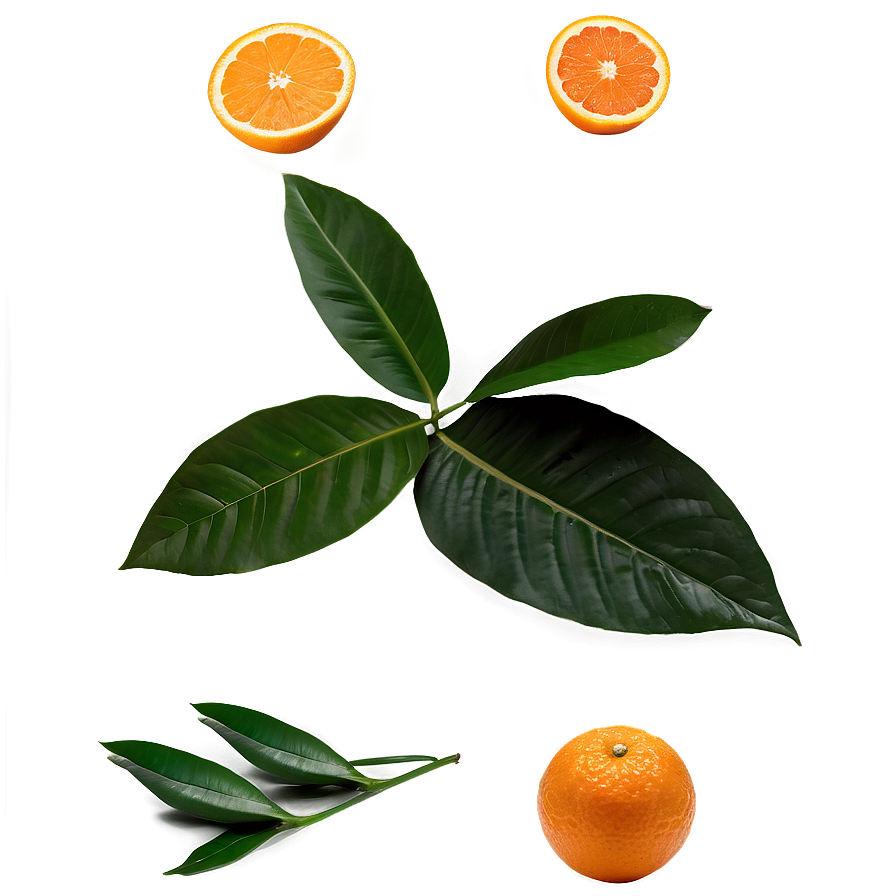 Oranges And Leaves Png Cas78