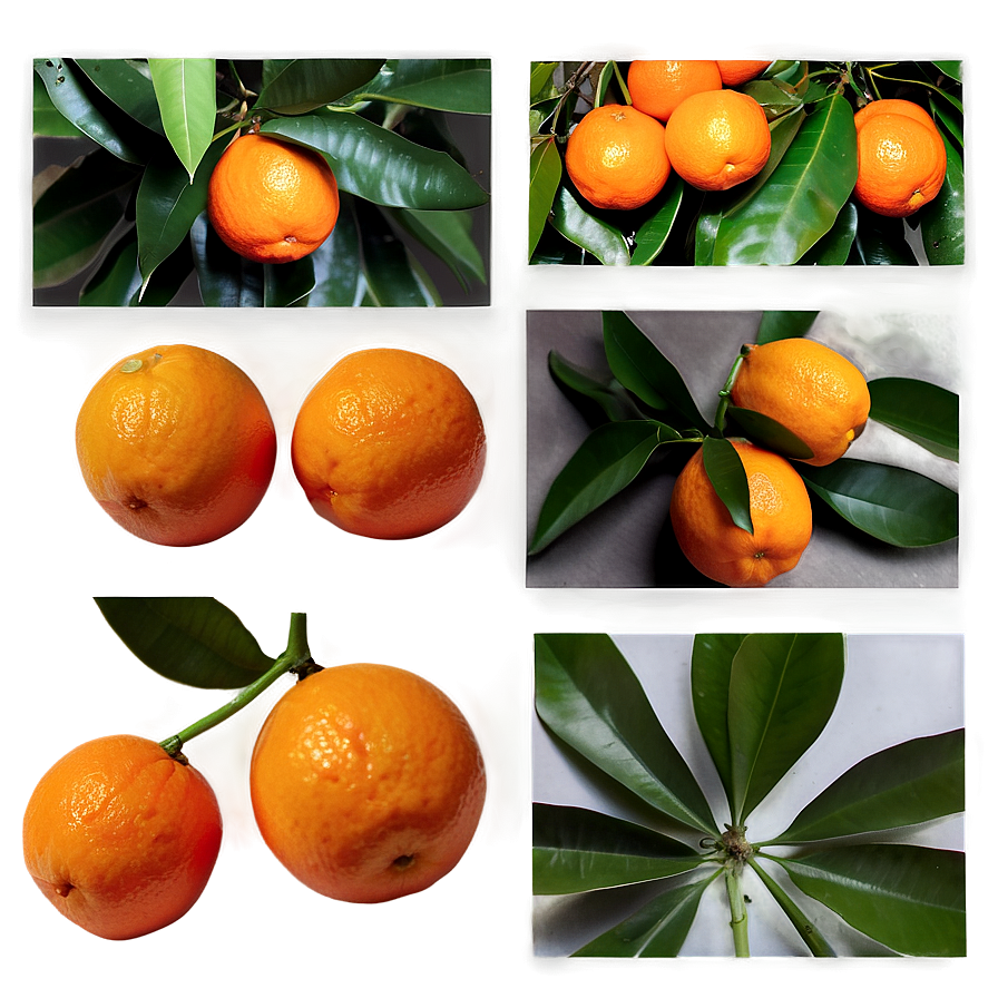 Oranges Flat Lay Png 44