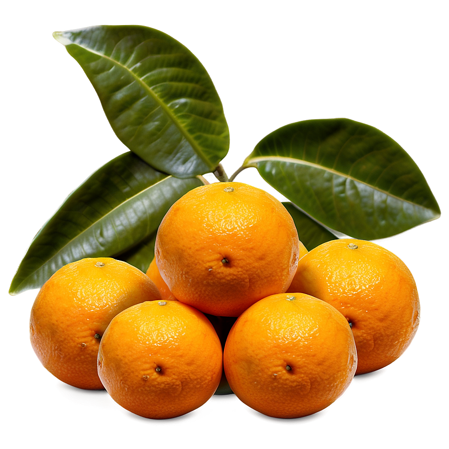 Oranges In Nature Png 06112024