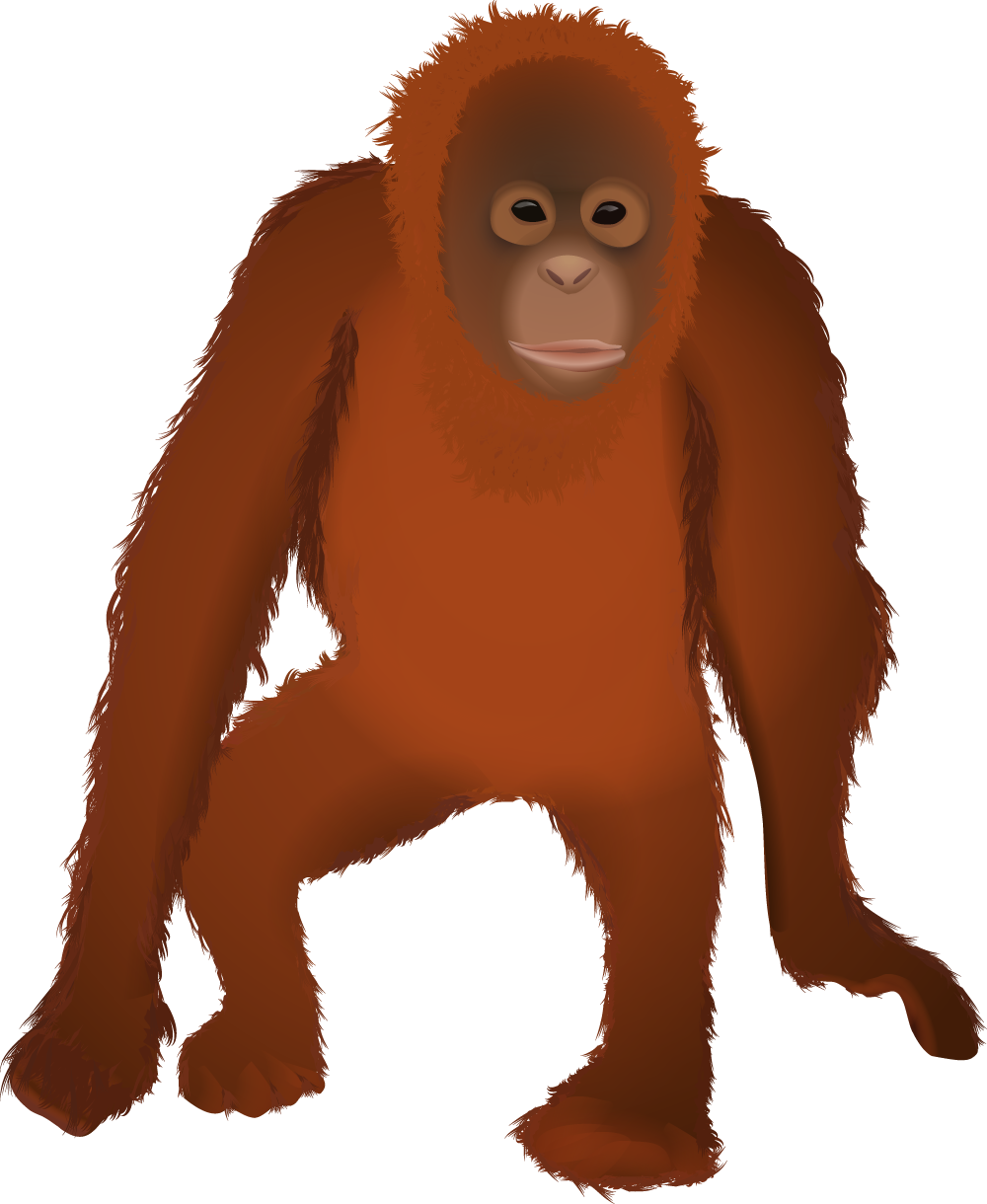 Orangutan Illustration