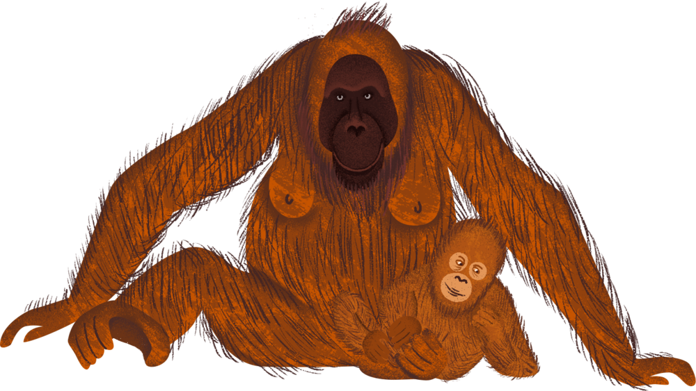 Orangutan Motherand Baby