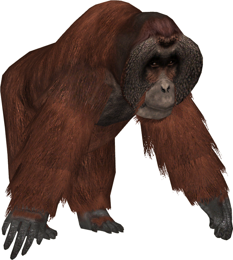 Orangutan Standing Transparent Background