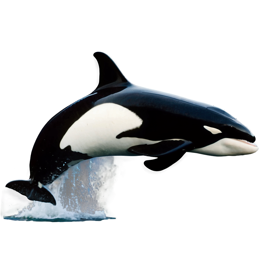 Orca Breaching Png Iis19