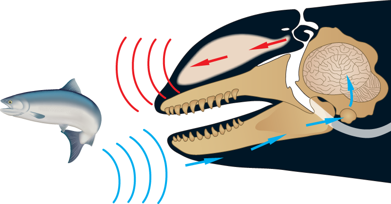 Orca Echolocation System Explained