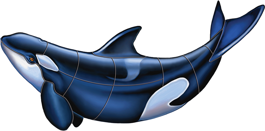 Orca_ Illustration_ Vector_ Artwork