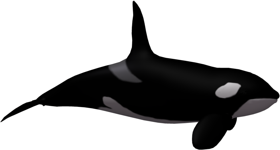 Orca Illustration Vector