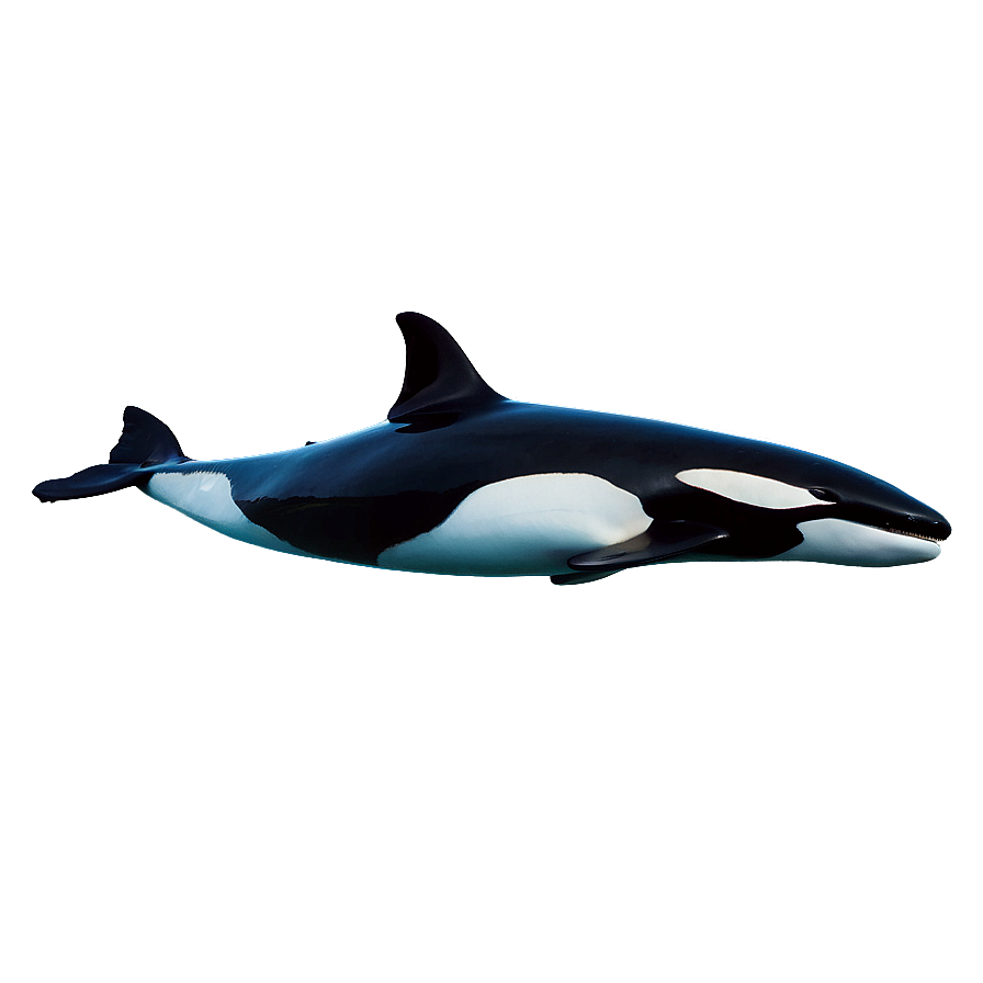 Orca In Crystal Waters Png 49