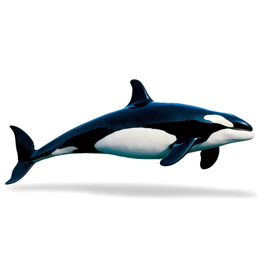 Orca In Sea Png Abh13