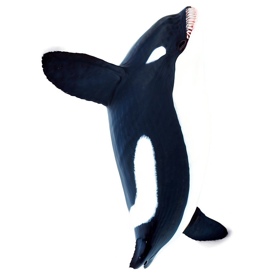 Orca In Sunset Png 97