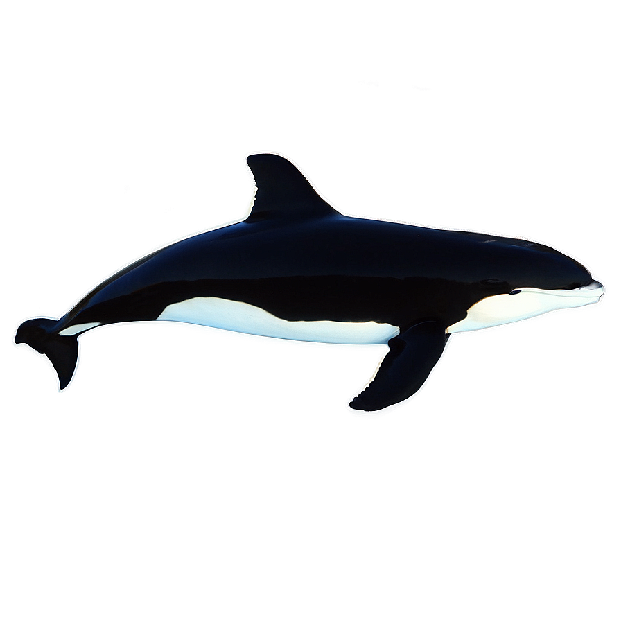 Orca In Sunset Png Pbq11