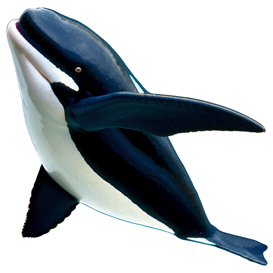 Orca Migration Png 58