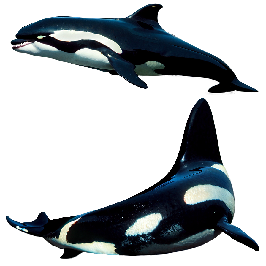 Orca Pod Png 05242024