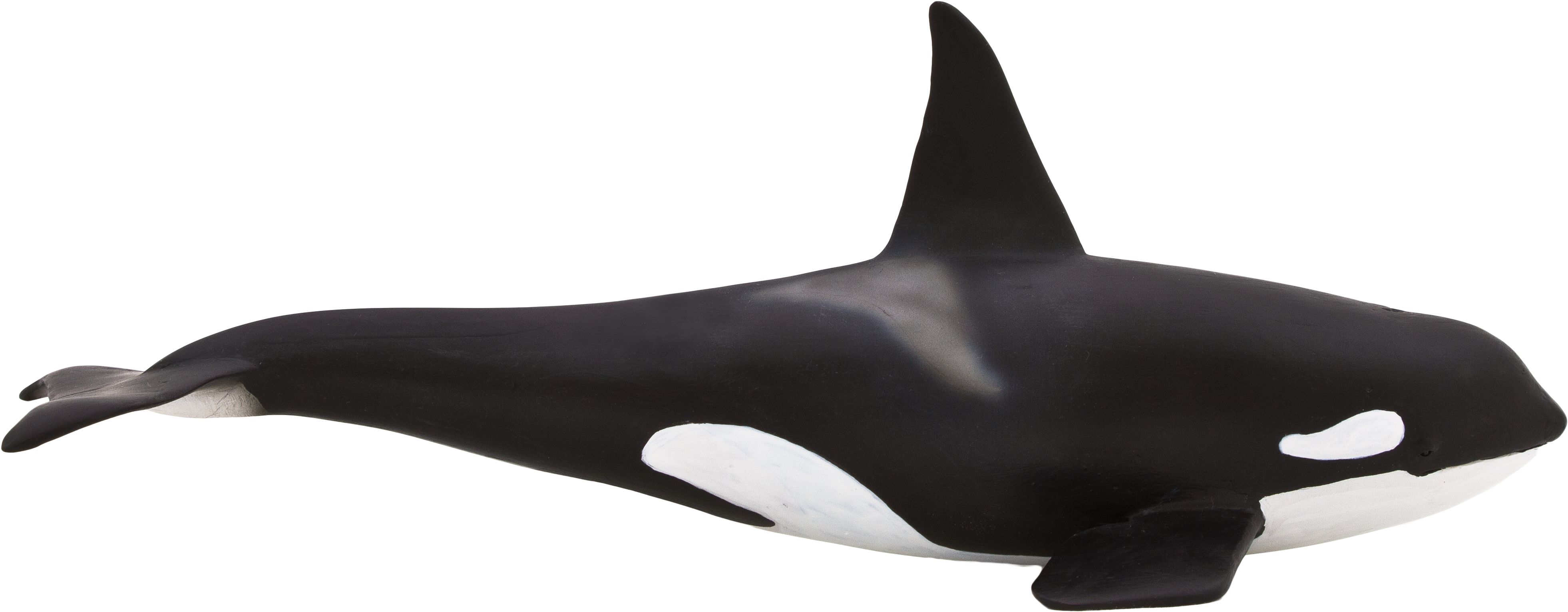 Orca Side Profile Transparent Background