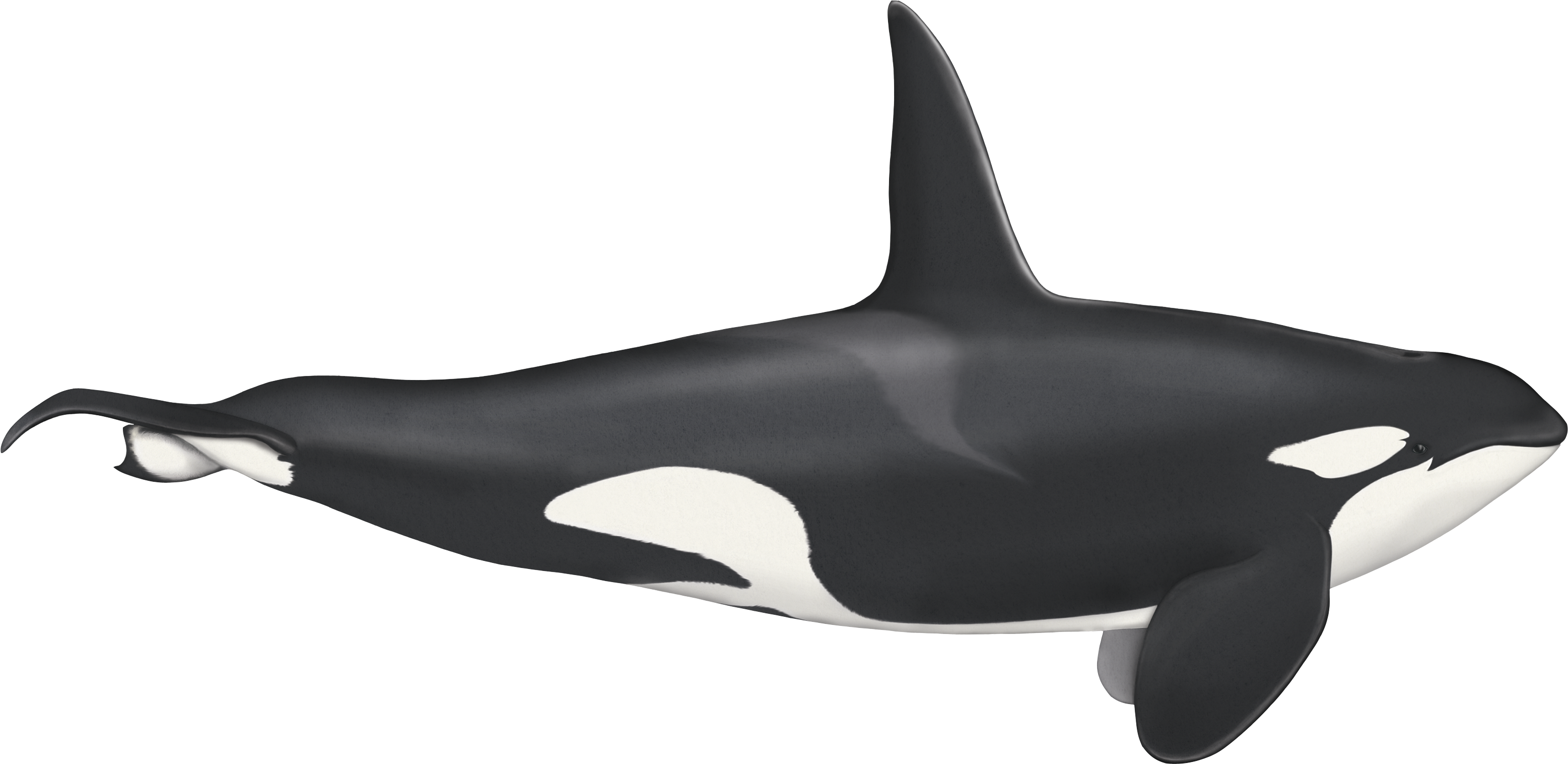 Orca Side View Illustration