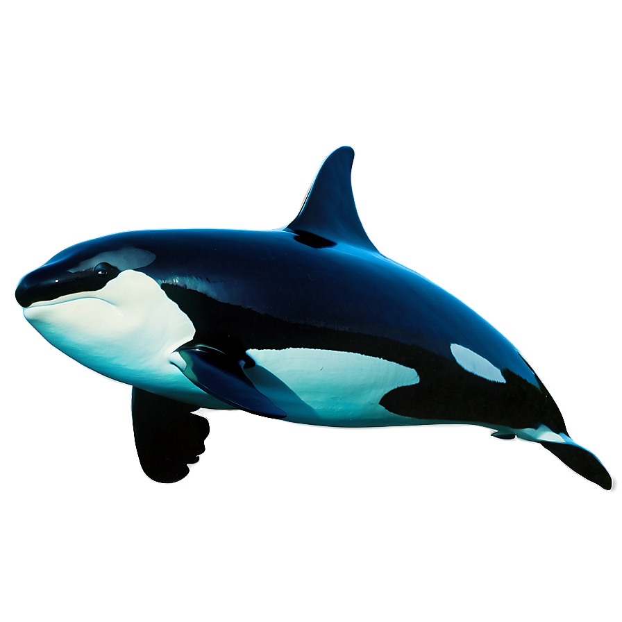 Orca Underwater Png Vcq7