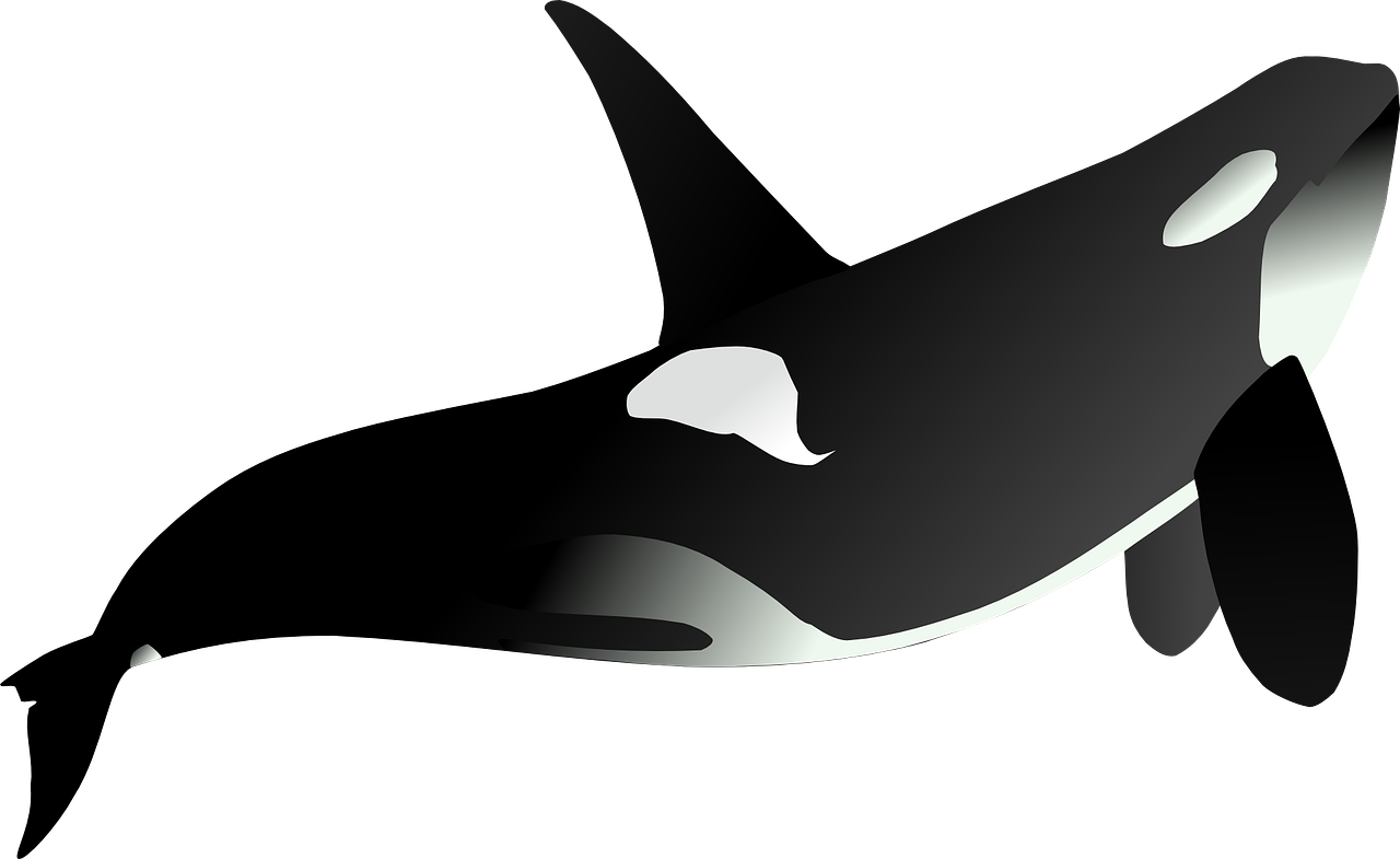 Orca Vector Illustration