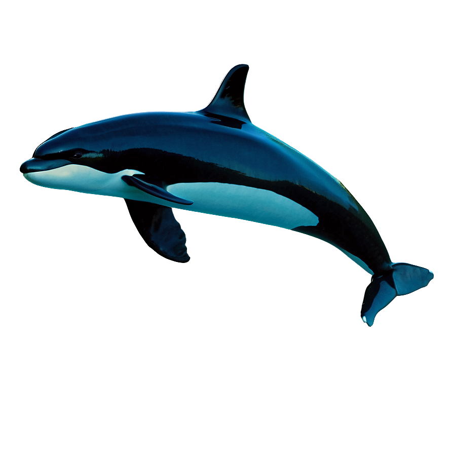 Orca Whale B