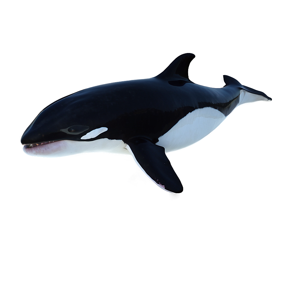 Orca Whale In Sunset Png Rst