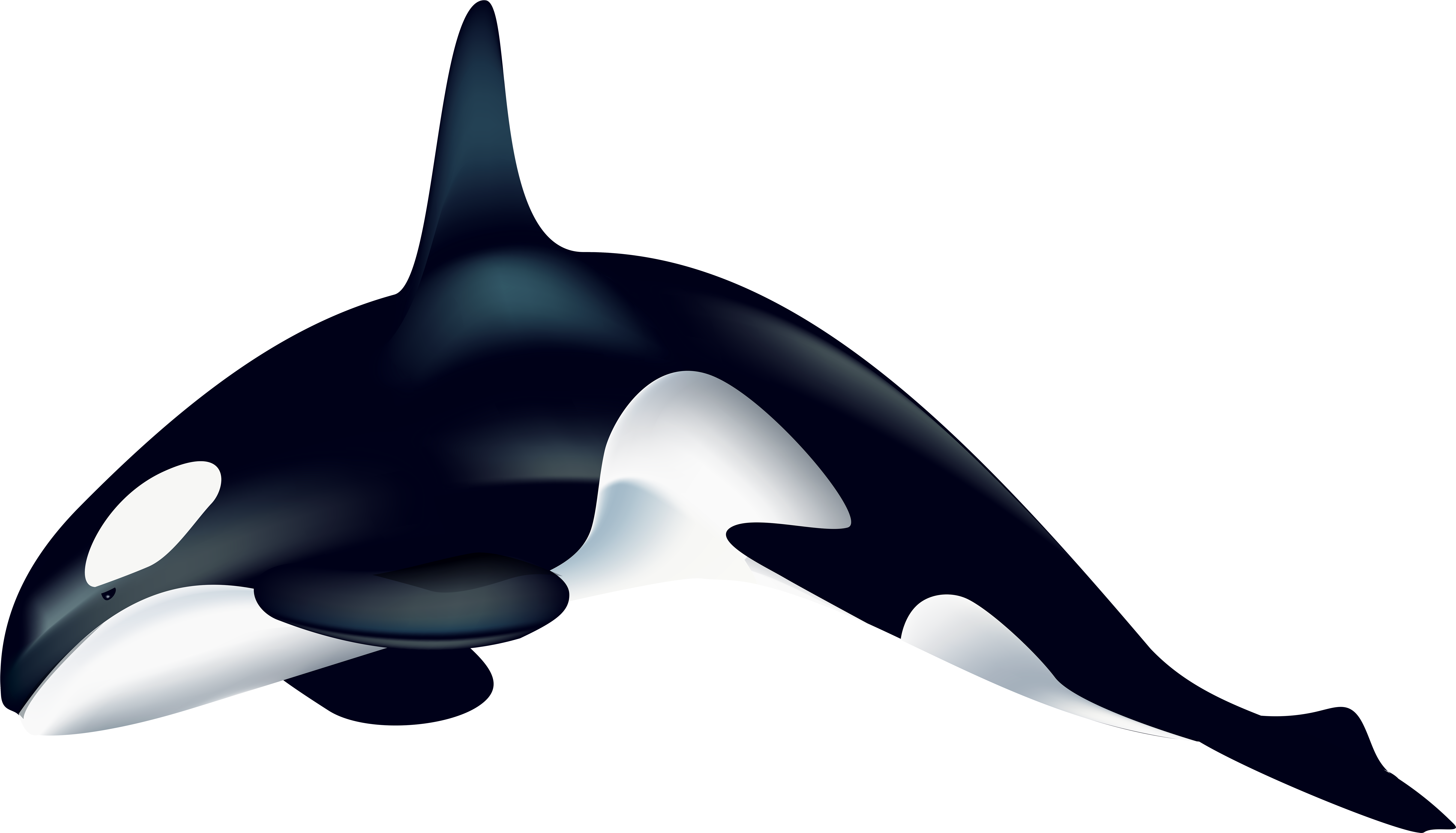 Orca Whale Vector Illustration