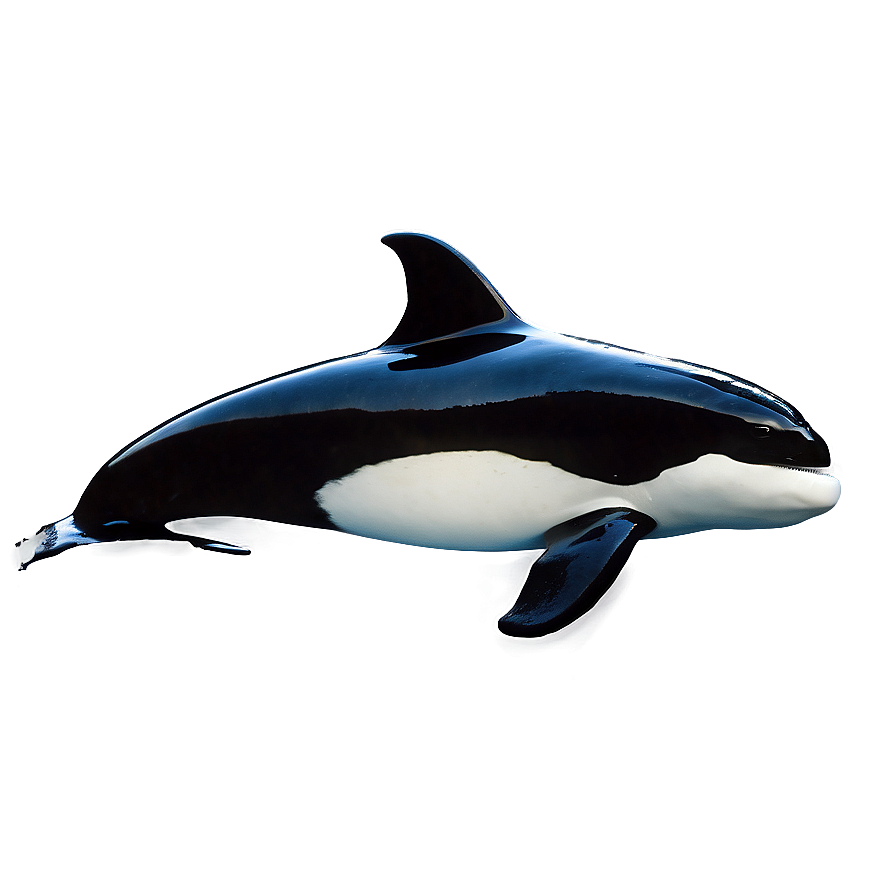 Orca With Dorsal Fin Png 05242024