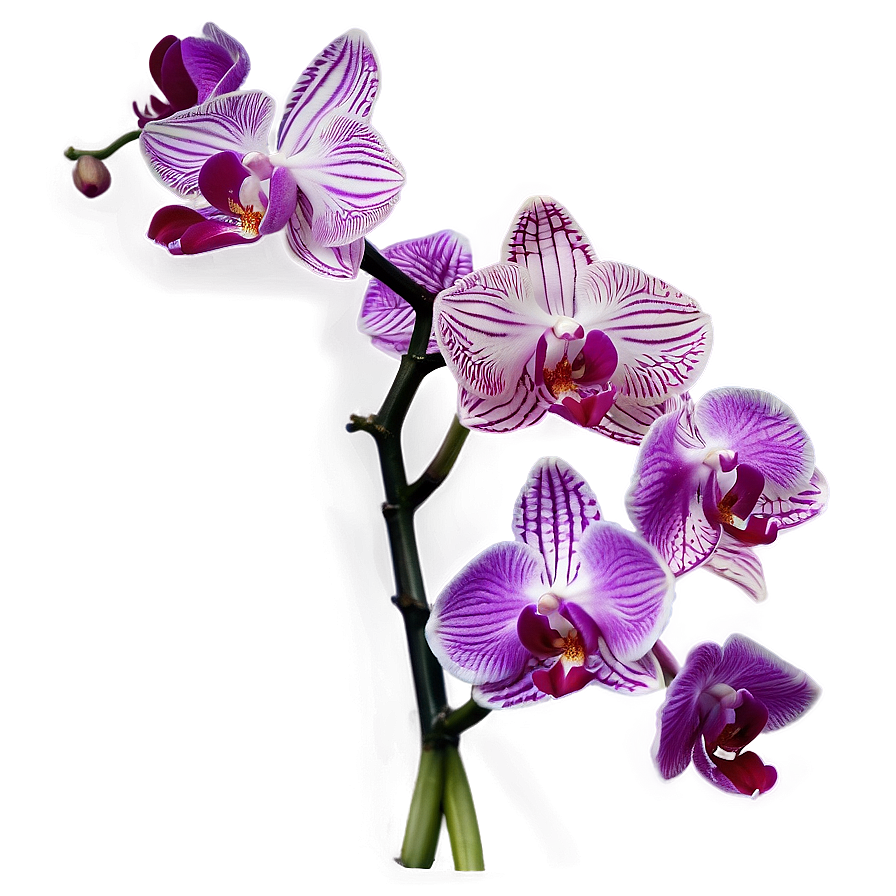 Orchid Art Png 05242024