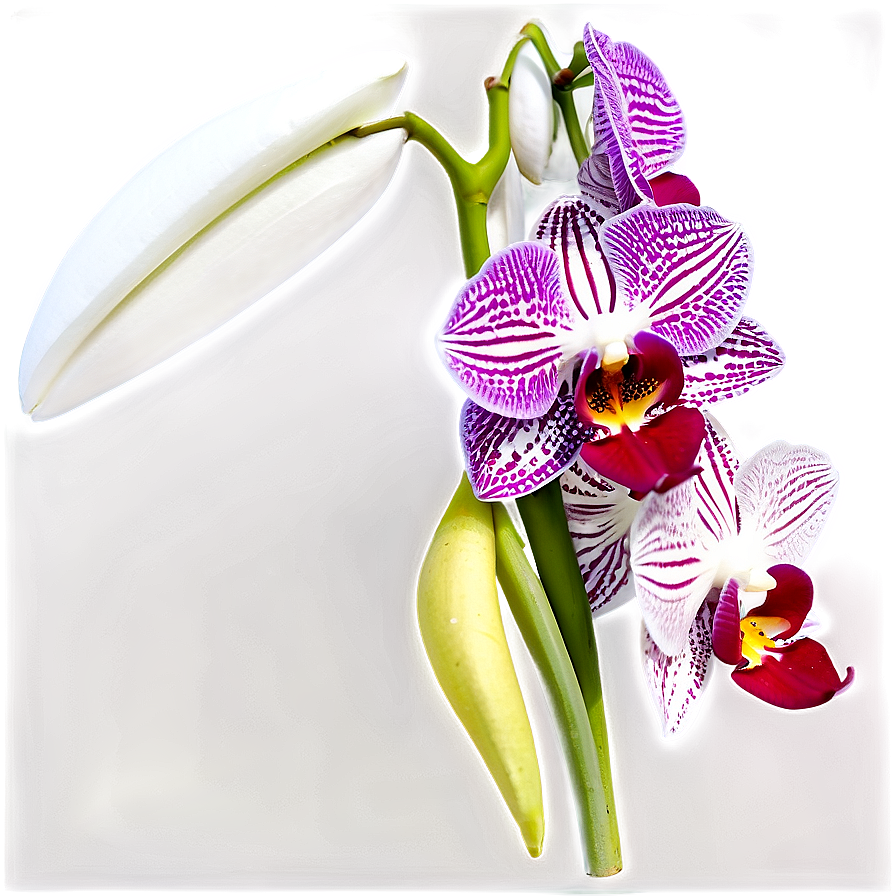 Orchid Branch Png 99