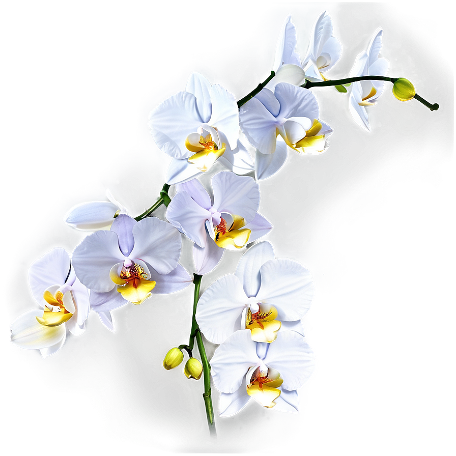 Orchid Branch Png Lyk89