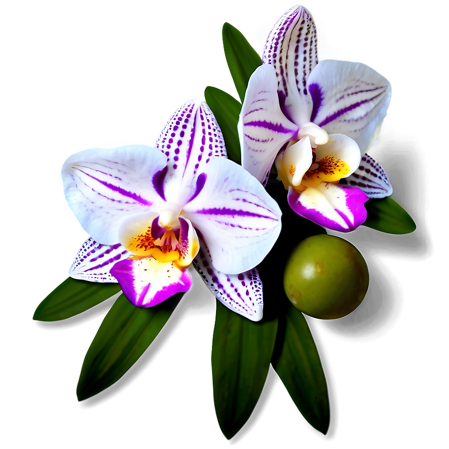 Orchid Clipart Png 05242024