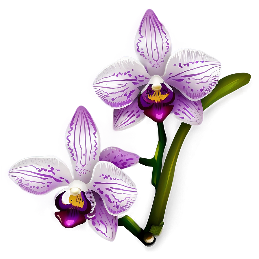 Orchid Clipart Png 92