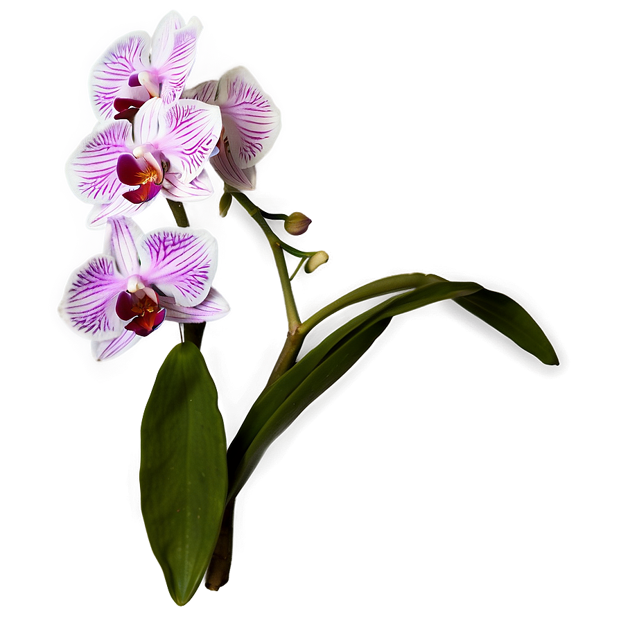 Orchid Clipart Png Hpk34