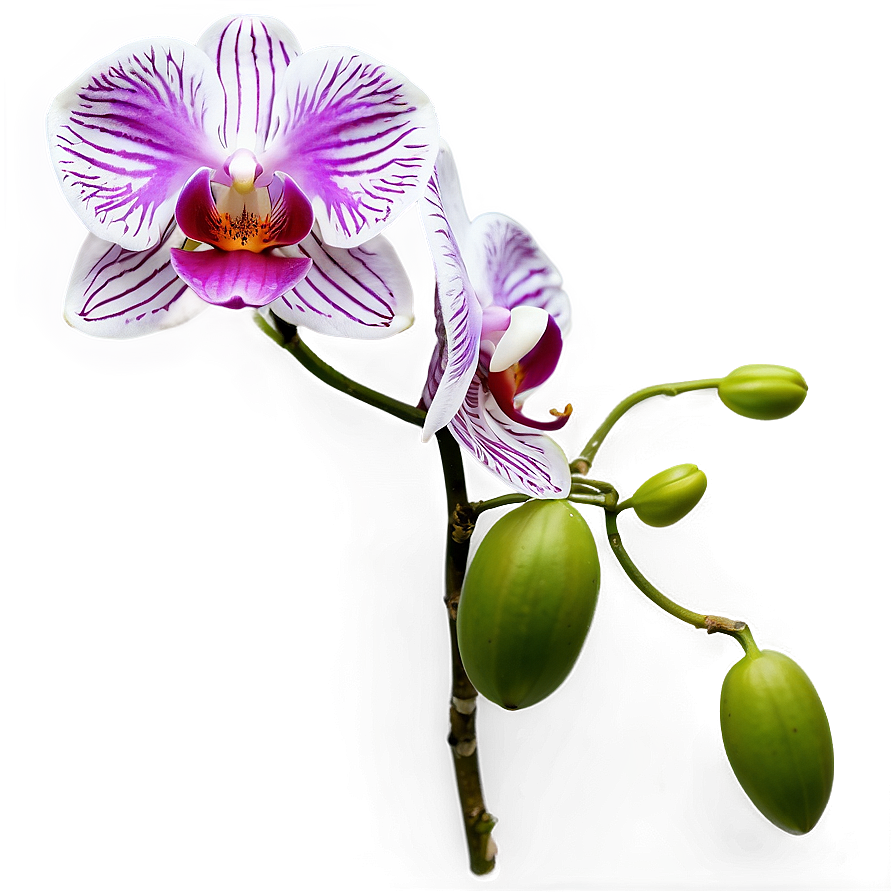 Orchid Clipart Png Vvr7