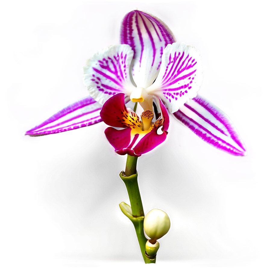 Orchid Closeup Png Bva21