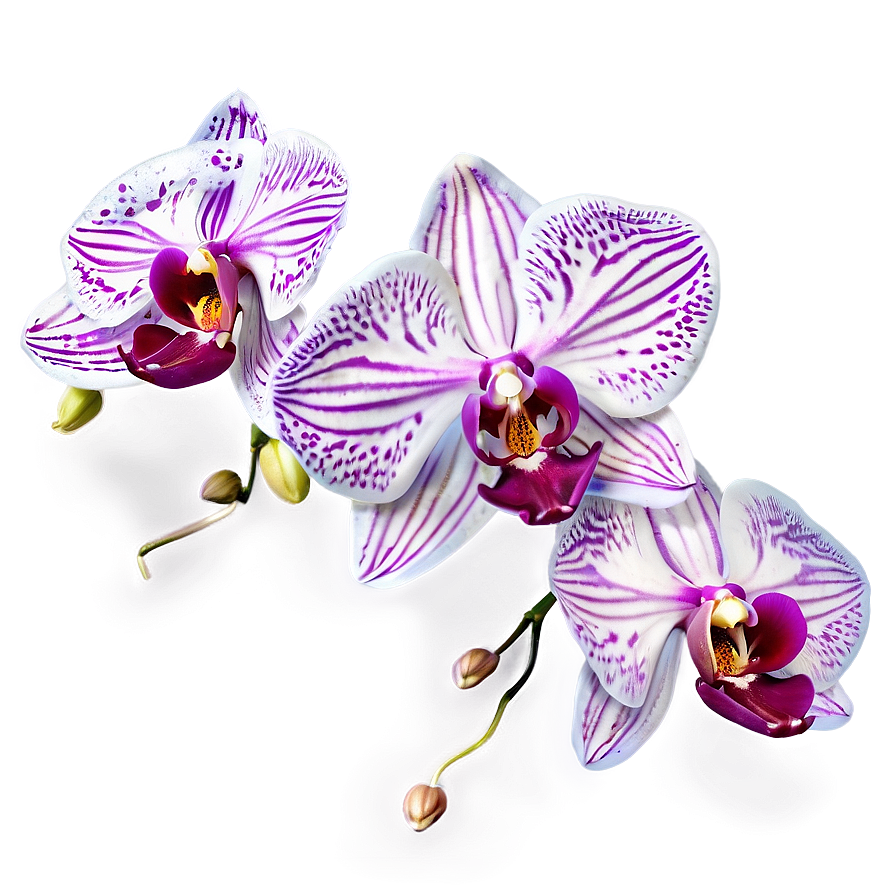 Orchid Fantasy Png Kit