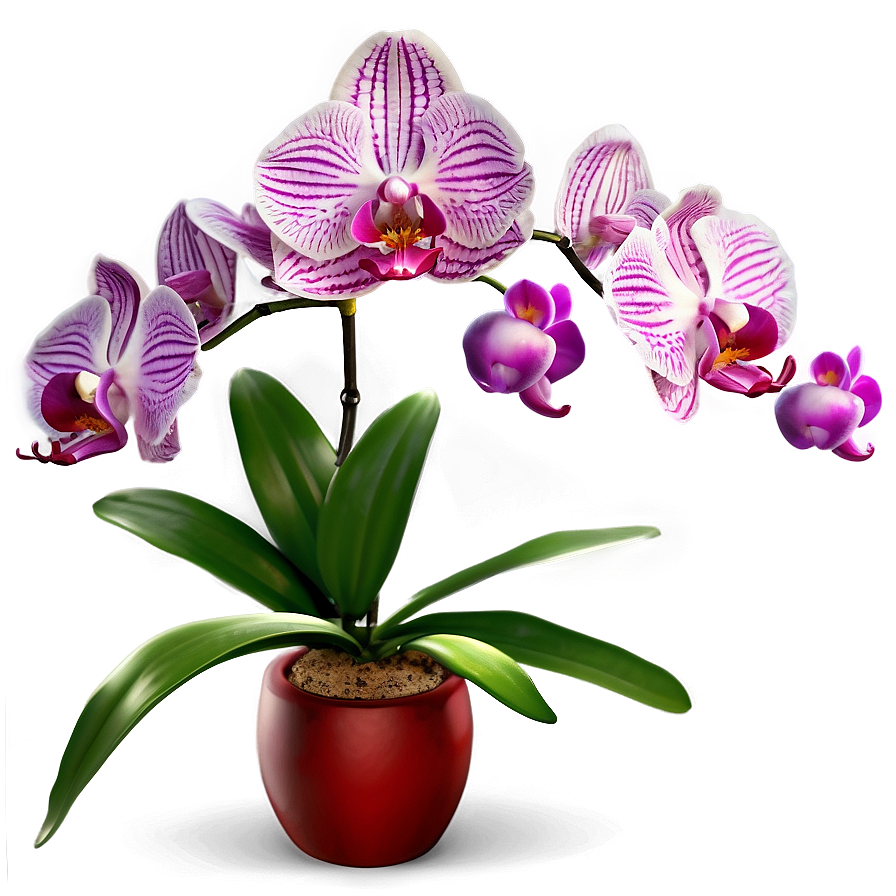 Orchid Fantasy Png Qwp31