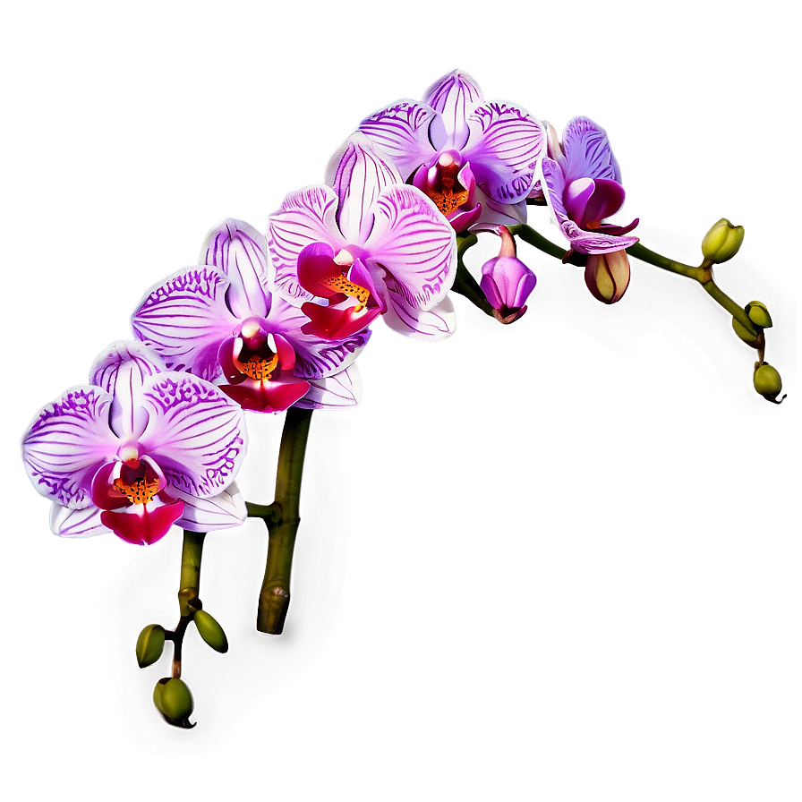 Orchid Flower Border Png 23