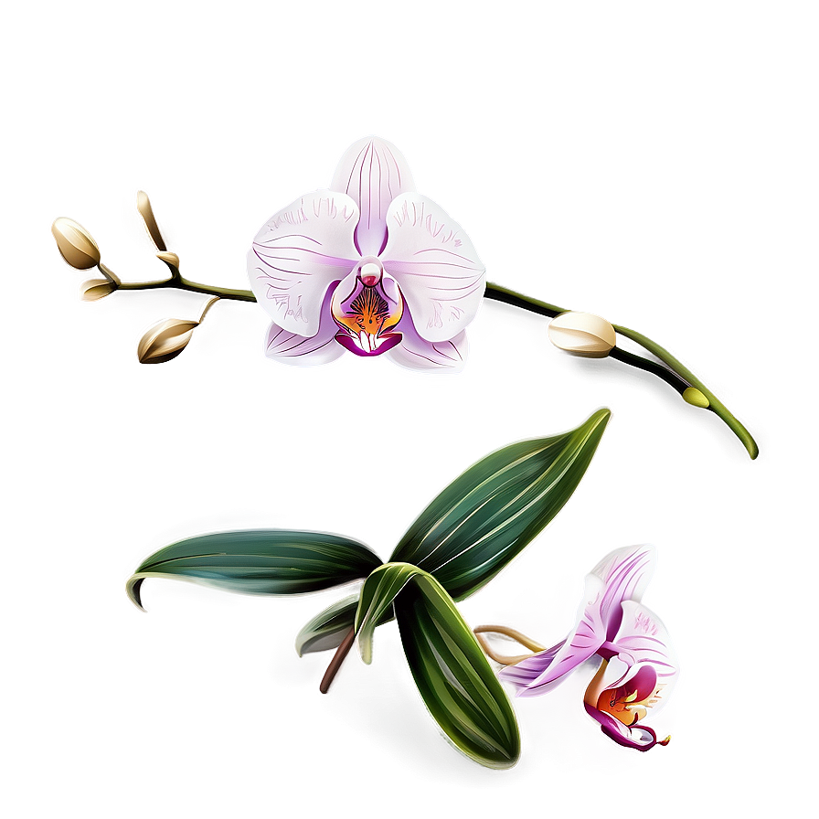 Orchid Flower Outline Png Tgc84