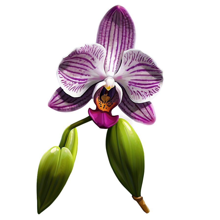 Orchid Flower Sketch Png 05252024