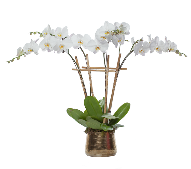 Orchid Plantin Decorative Planter