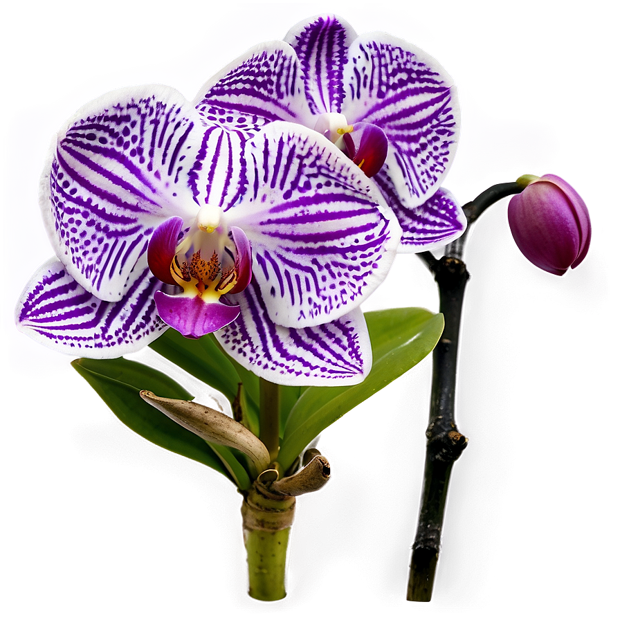 Orchid Purple Png Ijw75