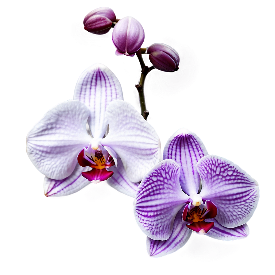 Orchid Purple Png Svk14