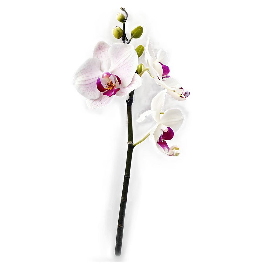 Orchid Spray Png Sbq23