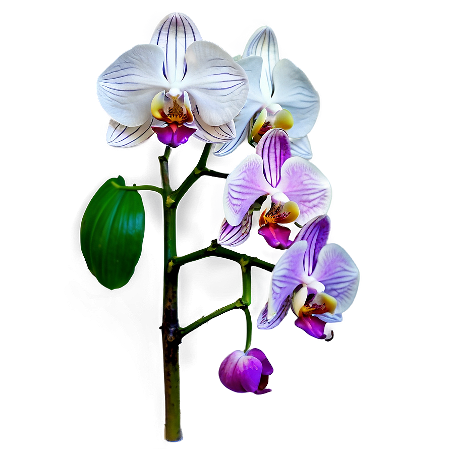 Orchid Stem Png 05242024