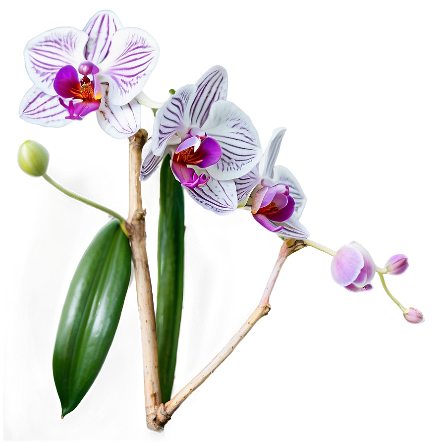 Orchid Stem Png 05242024