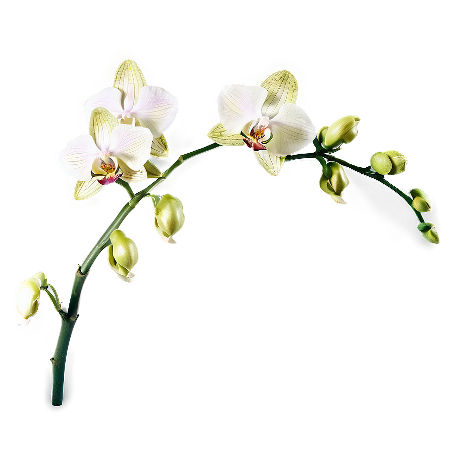 Orchid Stem Png 05242024