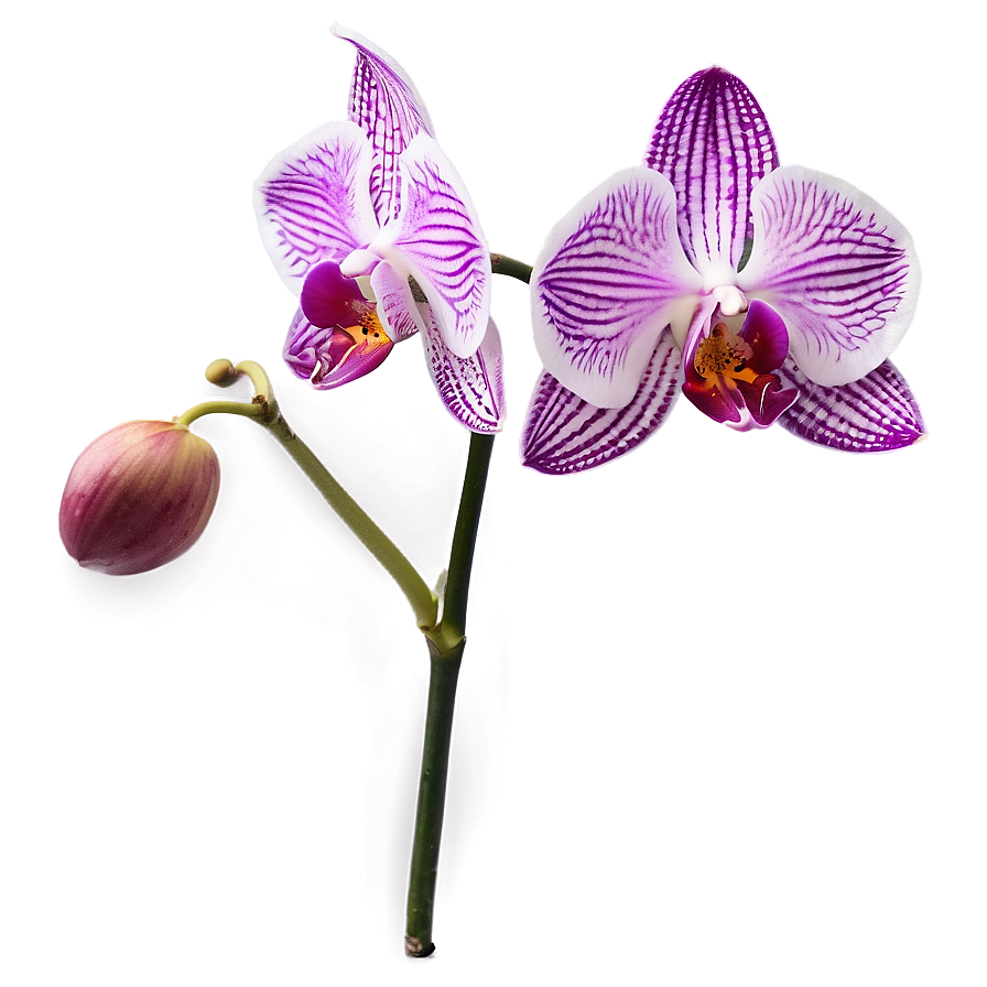 Orchid Stem Png 90