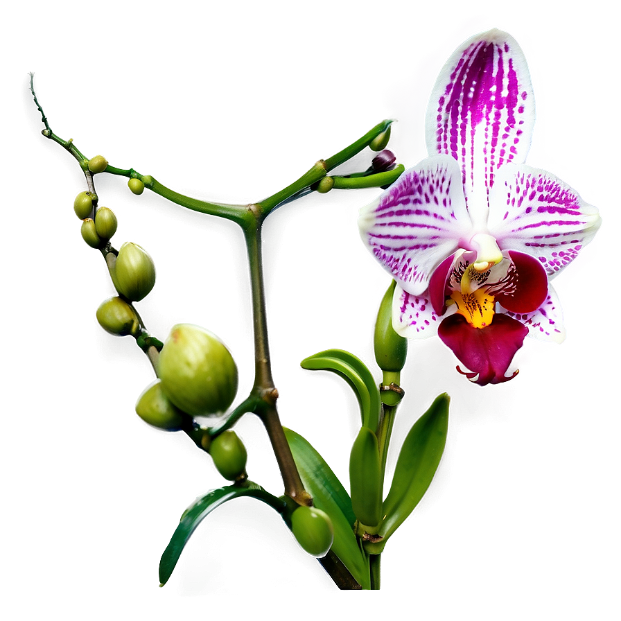 Orchid Stem Png Xmi82