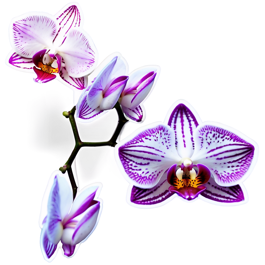 Orchid Sticker Image Png 06272024